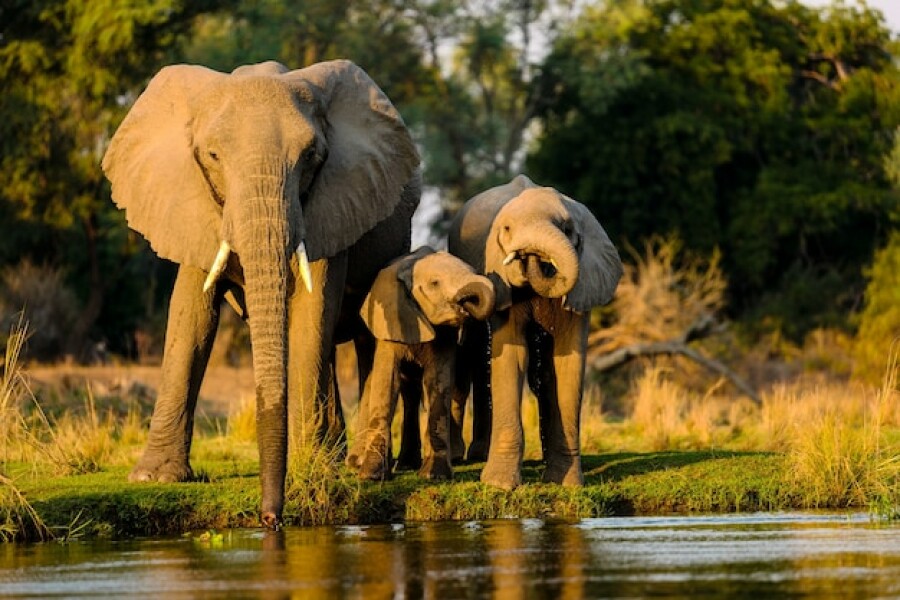 Close-up shot of elephants standing near a lake at sunset in Chobe National Park, Botswana – a breathtaking safari experience for families