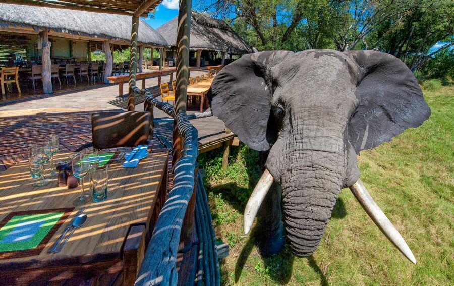 Mombo Camp & Little Mombo, Botswana