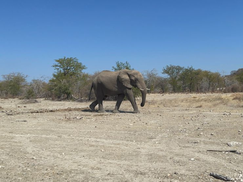 ongava-tanted-camp1