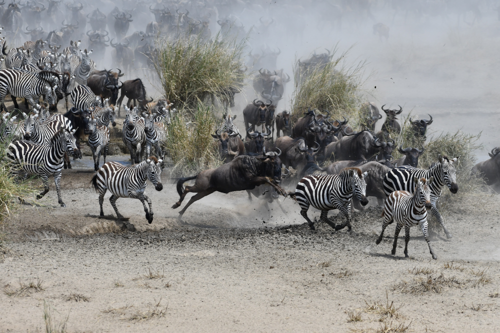 great-migration-5.png