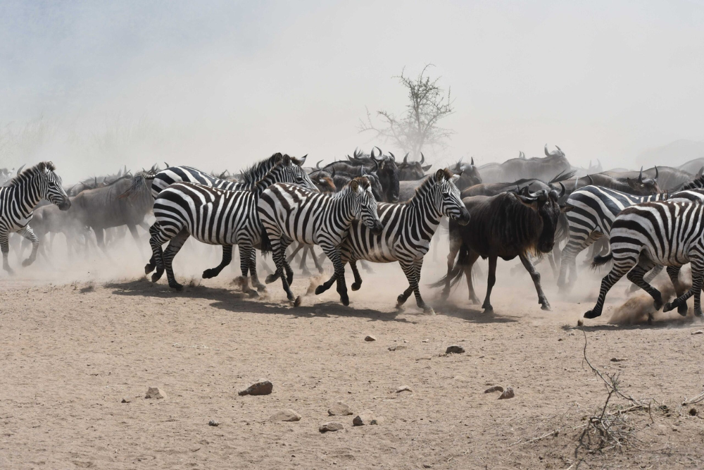 greatmigration1.png
