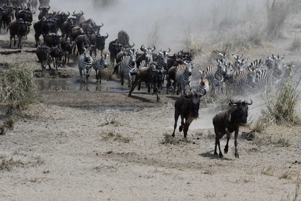 greatmigration2.png