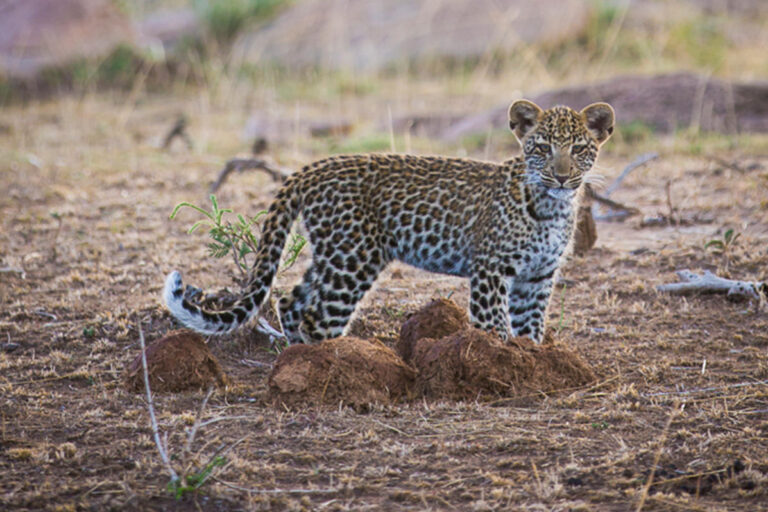 olakira_-_leopard.jpg