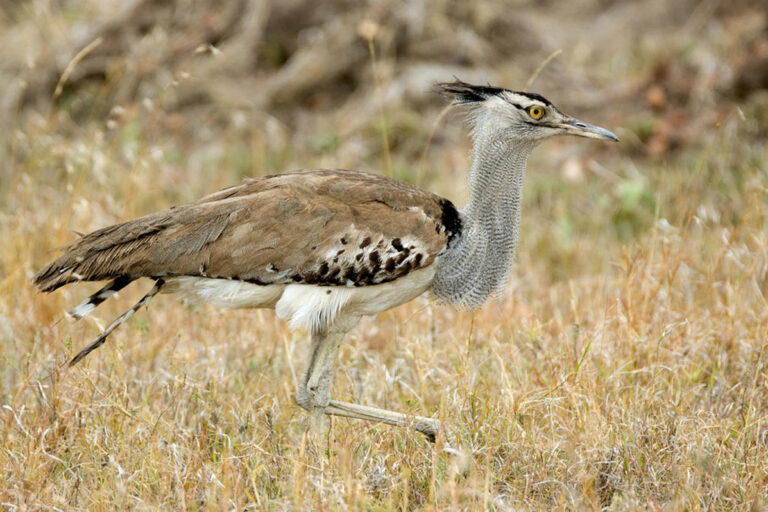 olakira_camp_-_bird.jpg