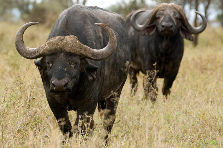 olakira_camp_-_buffalo.jpg