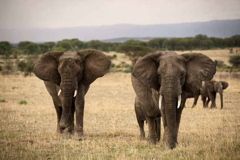 olakira_camp_-_elephants.jpg