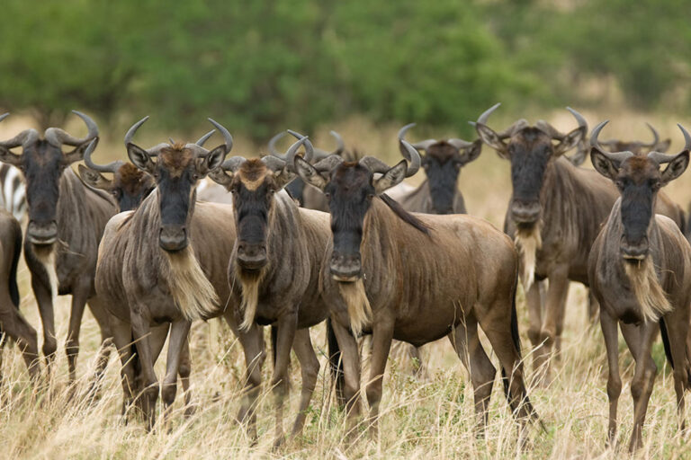 olakira_camp_-_wildebeest.jpg