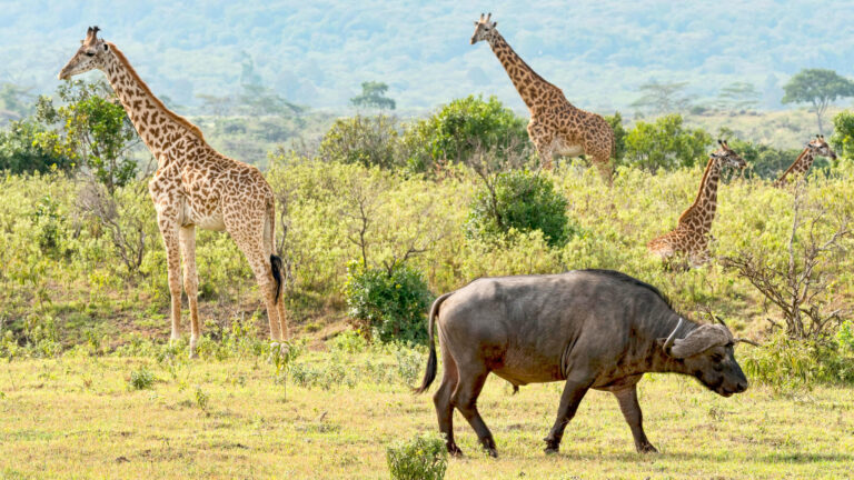 shutterstock_1713478198.jpg