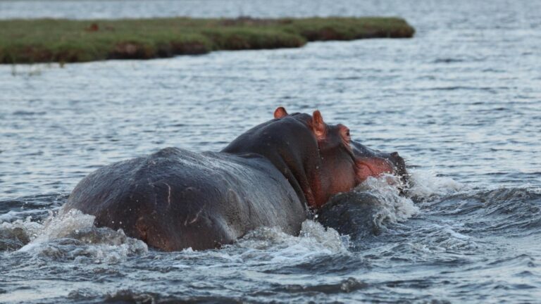 Chobe 10