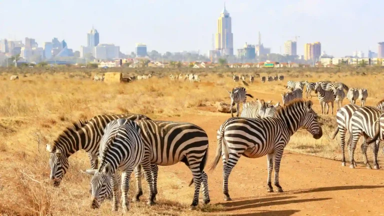 Zebra Centre Nairobi