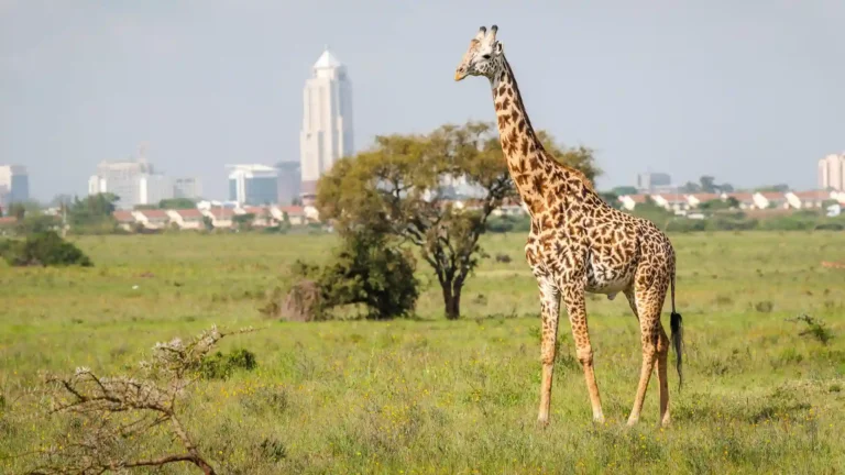 Giraffe Centre Nairobi