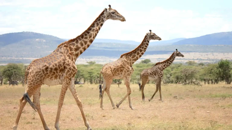 Kenya-&-Tanzania-day2to5-2