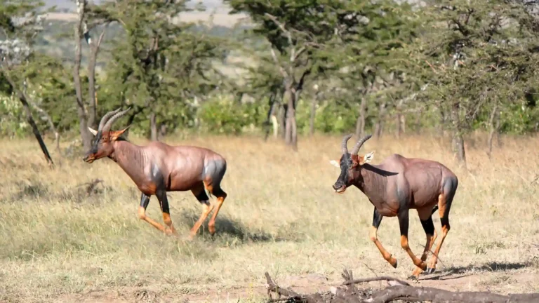 Kenya-&-Tanzania-day2to5-3