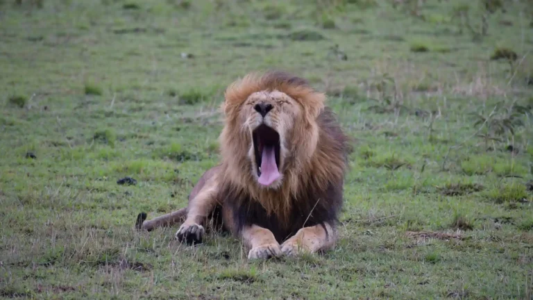 Serengeti’s lion