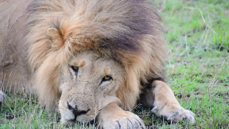 Serengeti’s lion sleeping