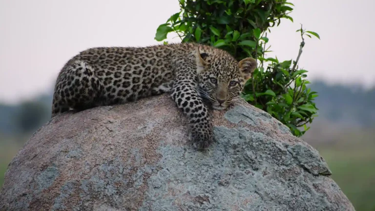 Serengeti’s Chetaah