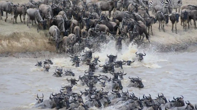 Serengeti’s Great Migration