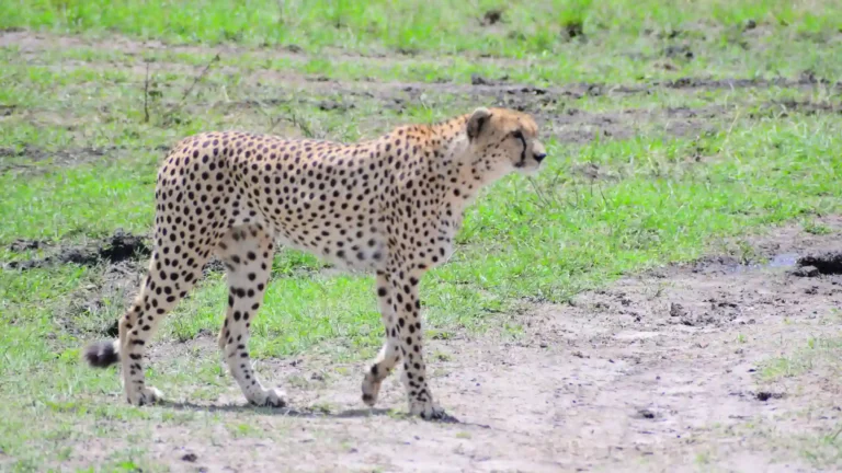 Namiri Plain camp in the big cat territories