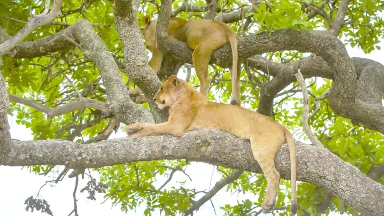 big cat territories tiger sitting on the tree for chilling