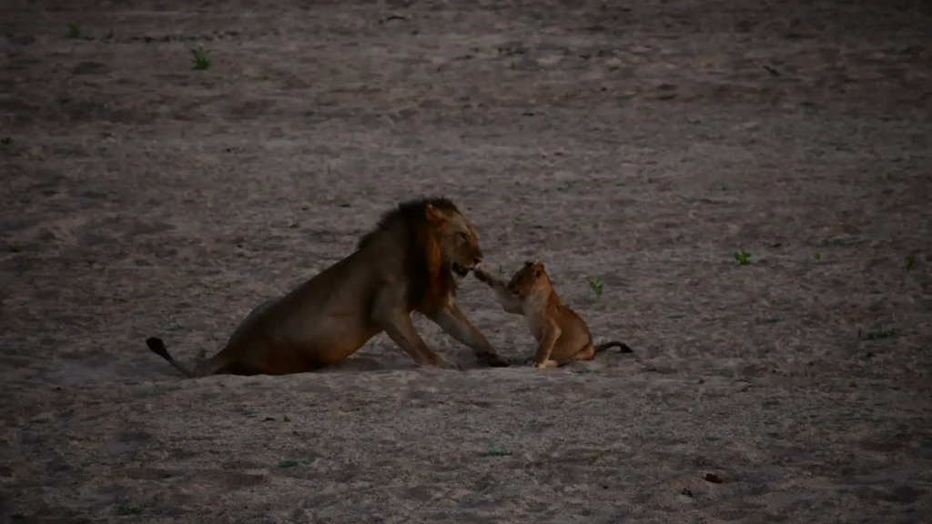 Ruaha National Park lion