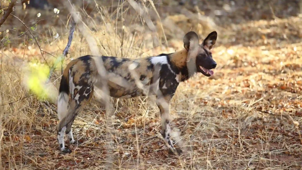 African wild dog roam