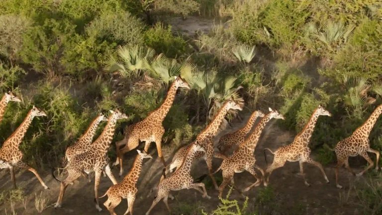 heard of giraff