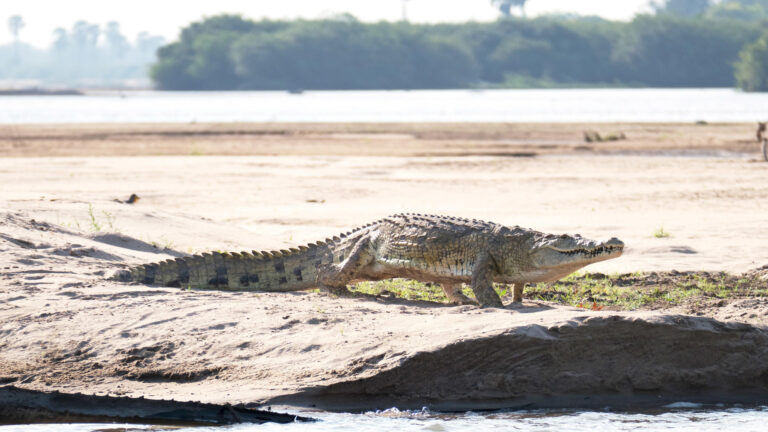 nyerere_national_park-istock-1049841482