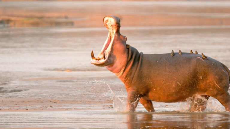 nyerere_national_park-istock-1256381263