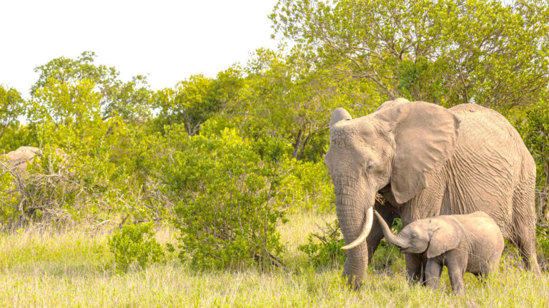 ol_pejeta_conservancy-shutterstock-1467868850