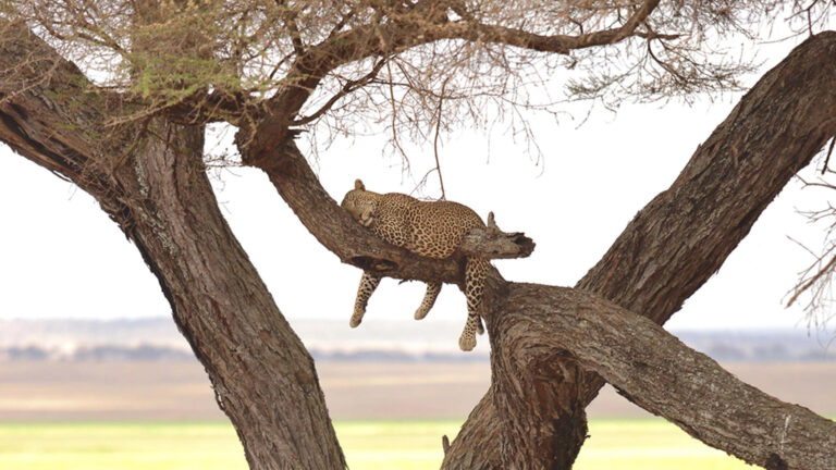 olivers_-_leopard_sleeping_in_a_tree