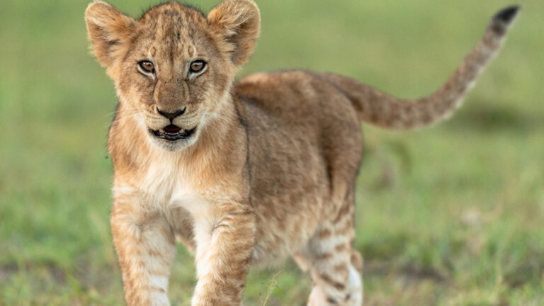 rekero_camp_-_lion_cub