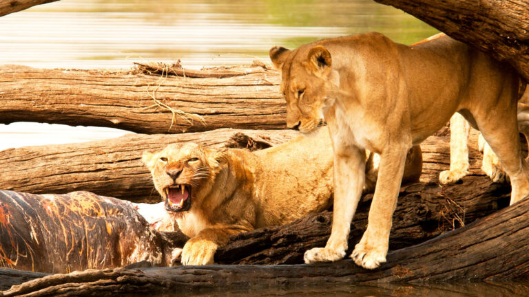 ruaha_national_park_-andrew_molinaro-_shutterstock_113943499