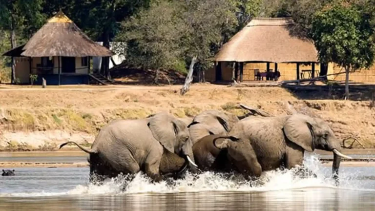 South Luangwa Walking Safari (Mobile Camping) 2