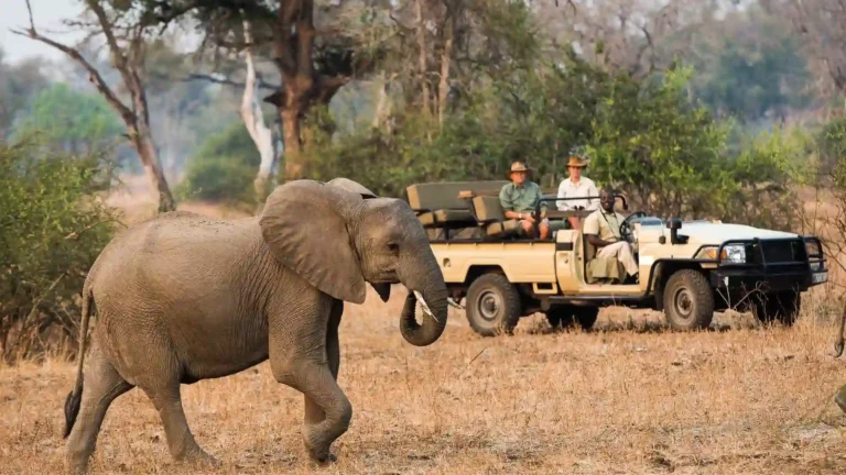 South Luangwa Walking Safari (Mobile Camping) 3