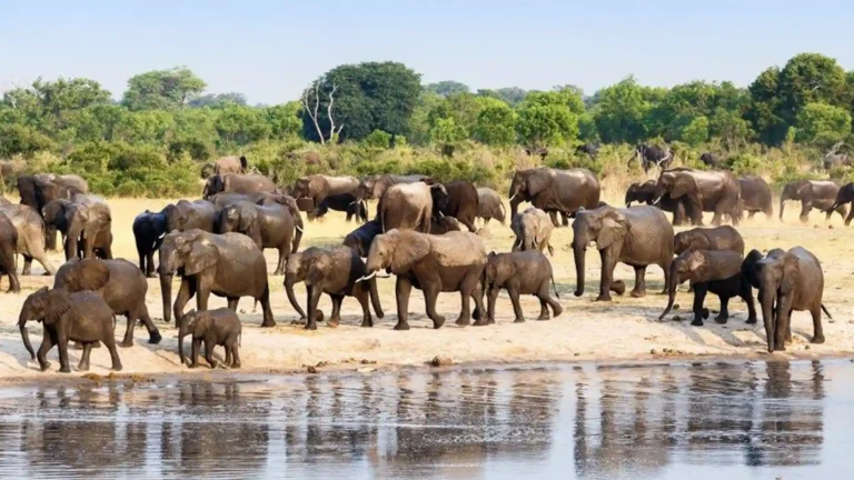 budget-hwange-1