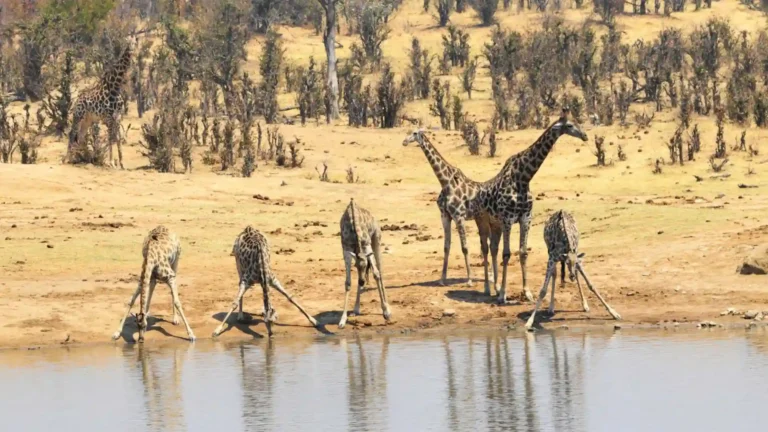 budget-hwange-2
