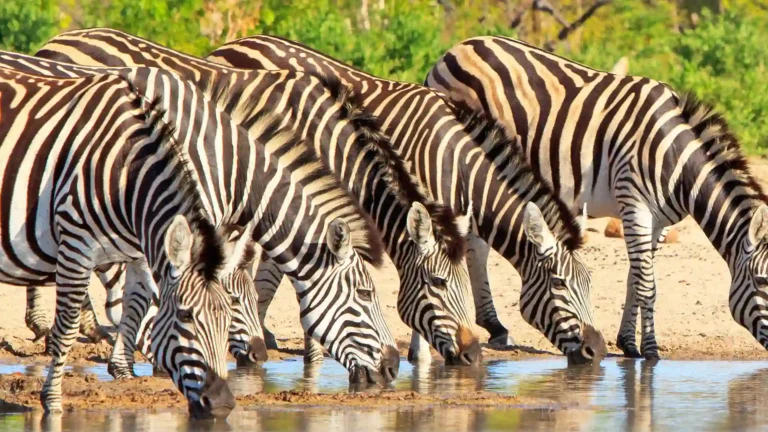 hwange-park-4