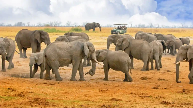 hwange-park-5