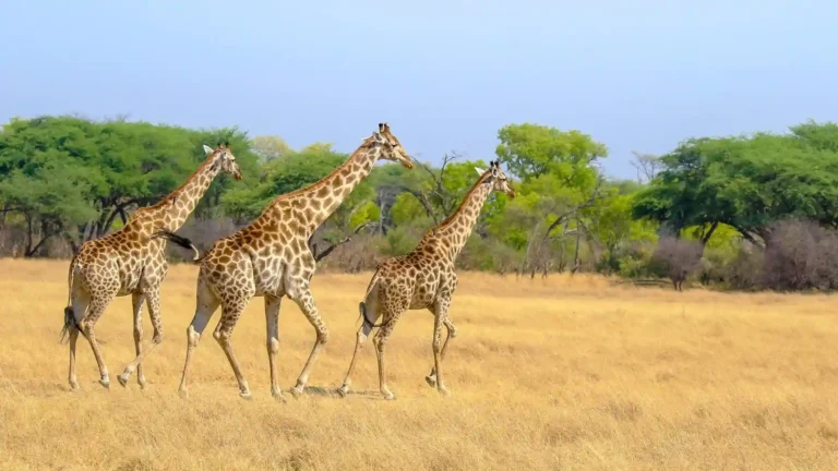 hwange-park-6
