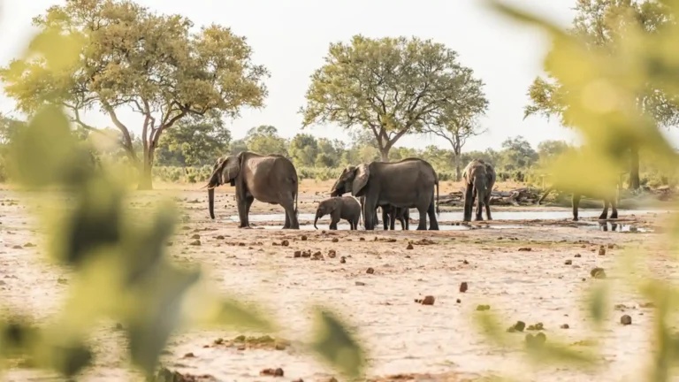 hwange-park-8
