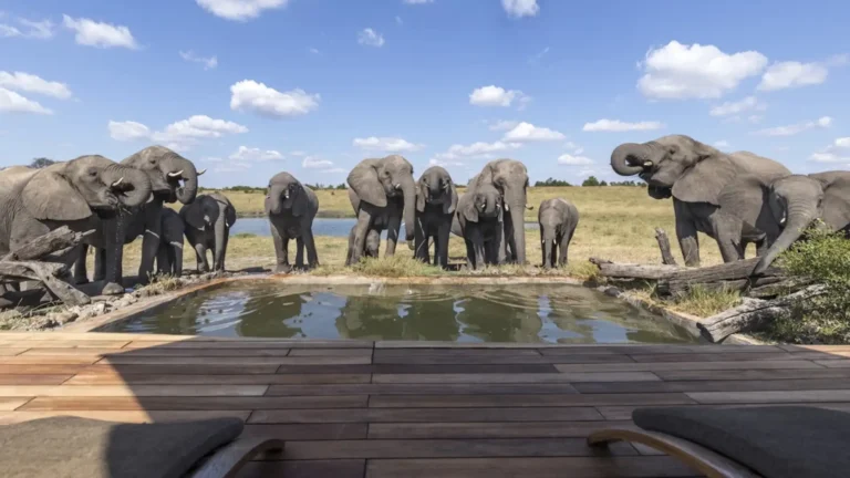 luxury-hwange-2