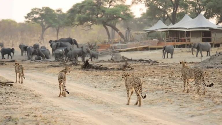 luxury-hwange-3