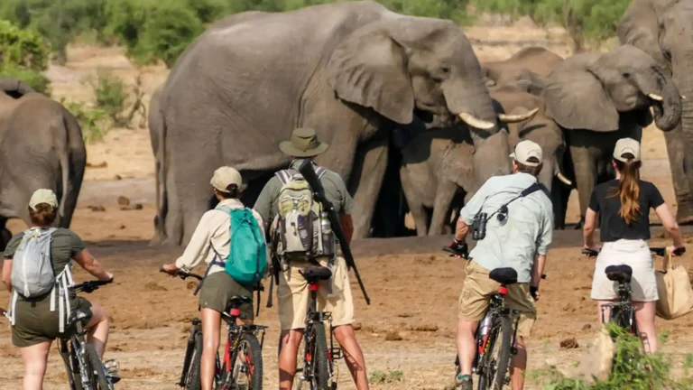 luxury-hwange-6
