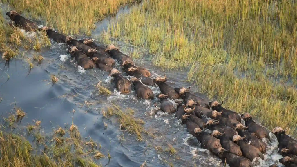 premium-okavango-delta-11