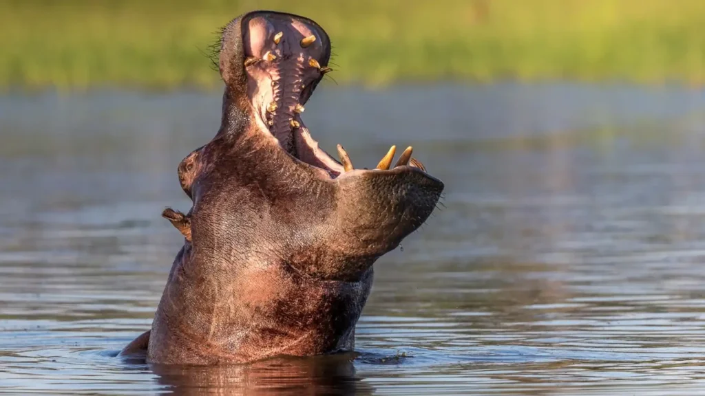 premium-okavango-delta-4