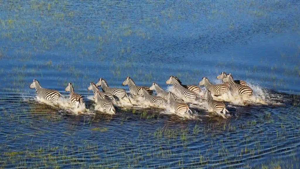 premium-okavango-delta-8
