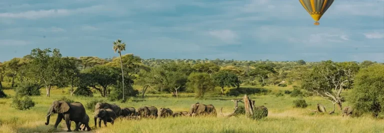 Best of East Africa Safari | Travel Africa & More