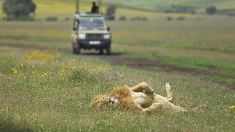 NT-premium-Ngorongoro-crater-7