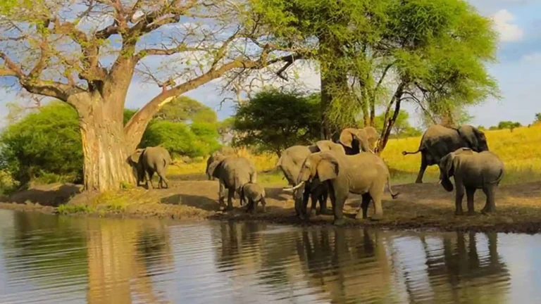 Tarangire-NP-1