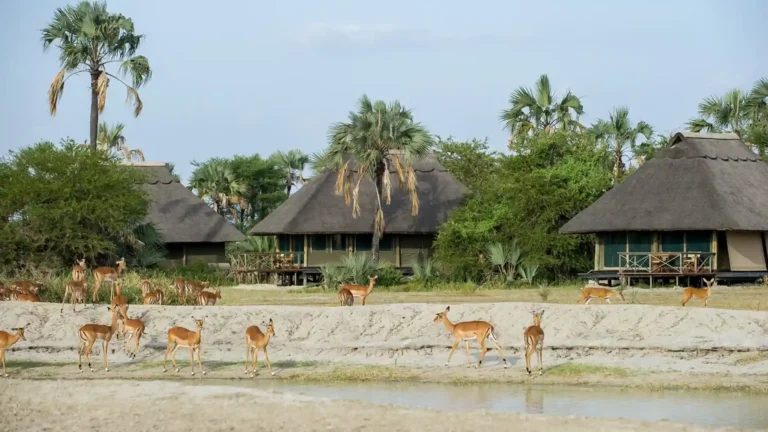 Tarangire-NP-6